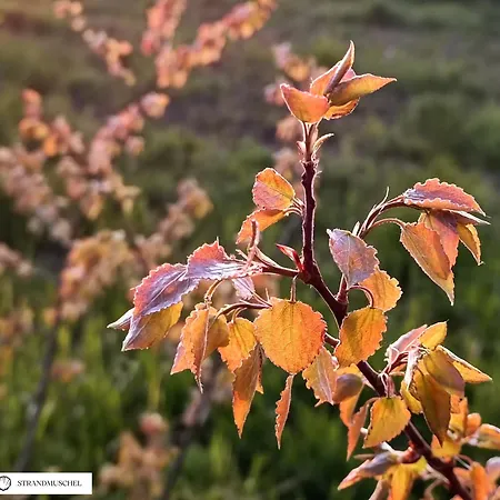 Strandmuschel In Der Daheim In Juliusruh *